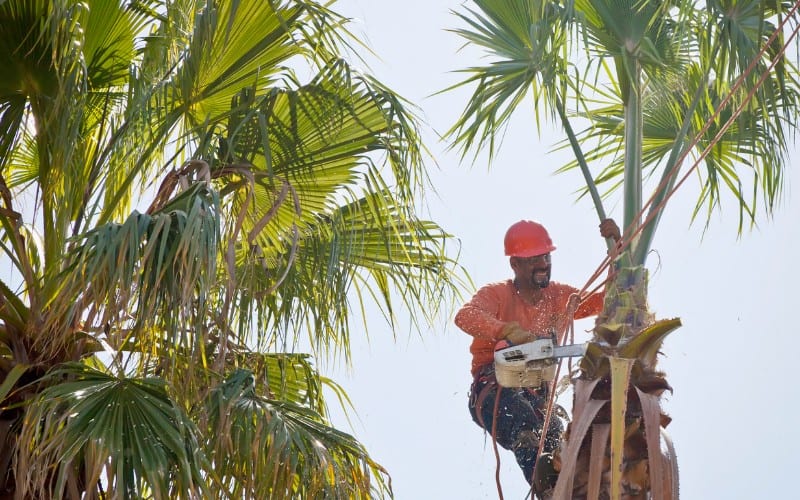 When Should You Trim Palm Tree Trunk