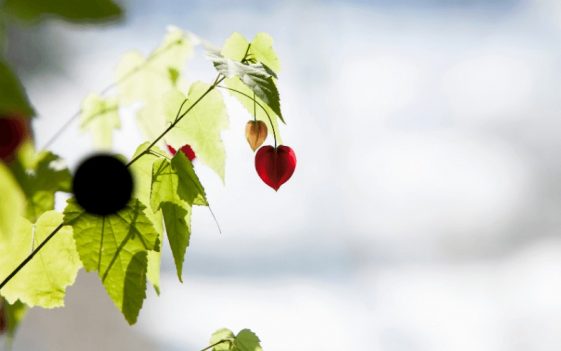 83 Names Of Flowers In Alphabetical Order A Z PHOTOS 