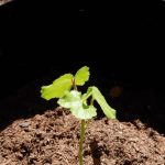 Can You Grow Okra In a 5 Gallon Bucket
