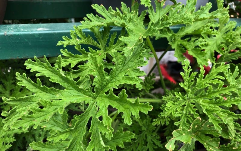 Caring and Watering Citronella Plant