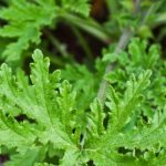 How Do You Root A Citronella Plant