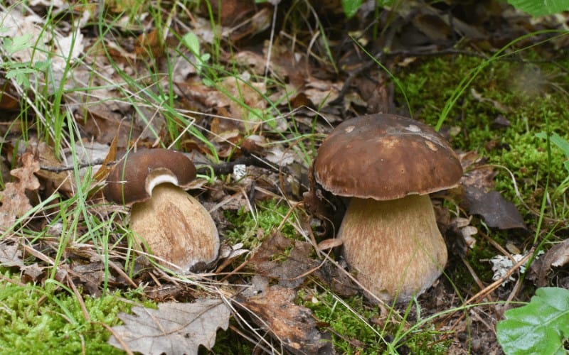 How Long Does It Take To Grow A Gourmet Mushroom