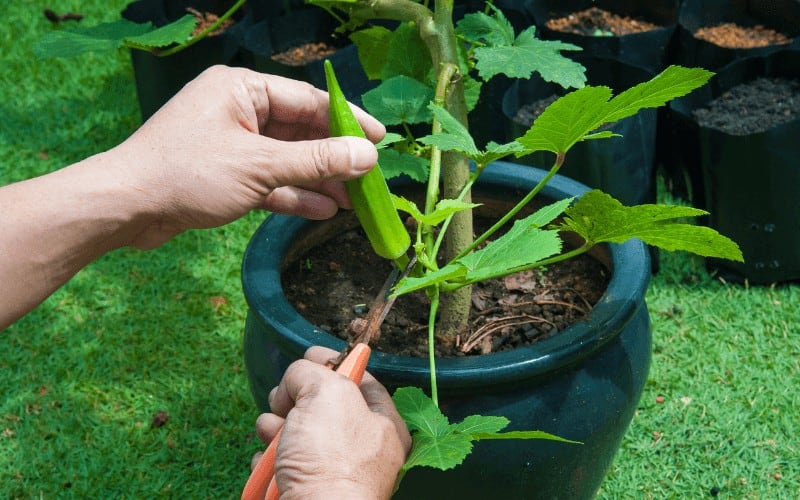 How Many Okra Plants Per 5 Gallon Bucket