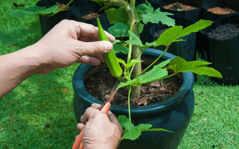 Can You Grow Okra In a 5 Gallon Bucket