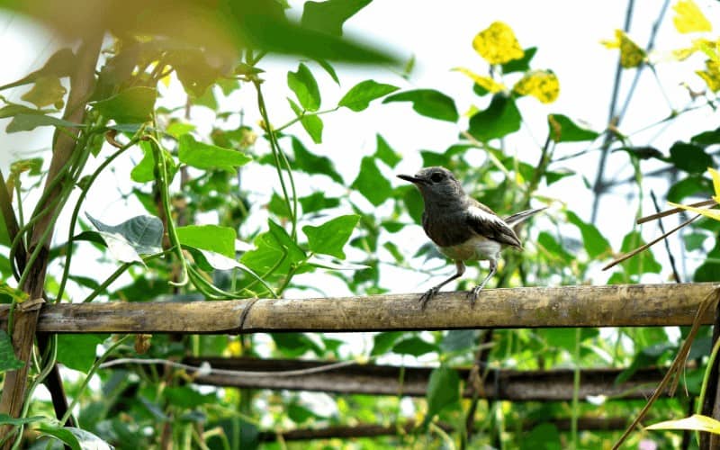 Sådan identificeres en Magpie