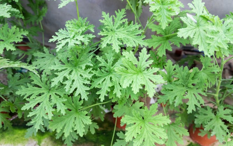  Is Citronella Hard To Grow