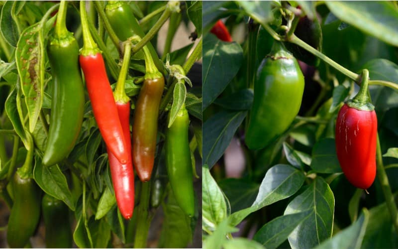 Serrano Pepper Vs Jalapeno Pepper