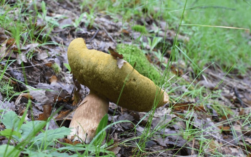 Types Of Gourmet Mushrooms