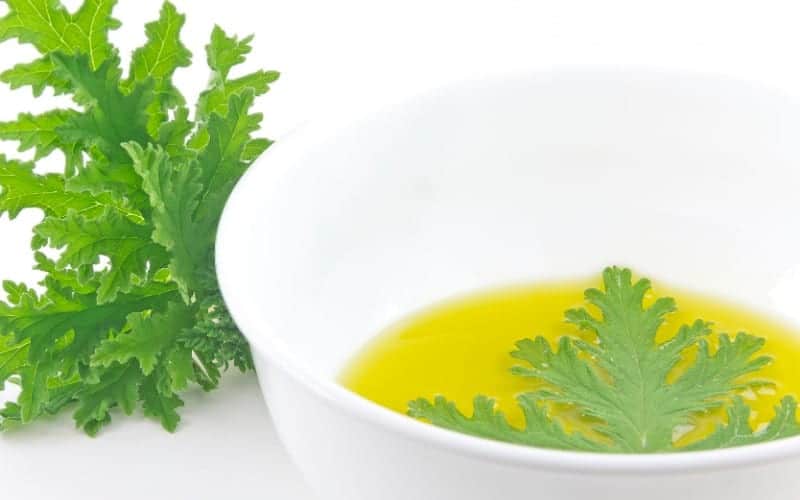 Does Citronella Keep Stink Bugs Away at Cynthia Odom blog