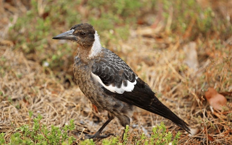 Hvorfor er der så mange Magpies i din have