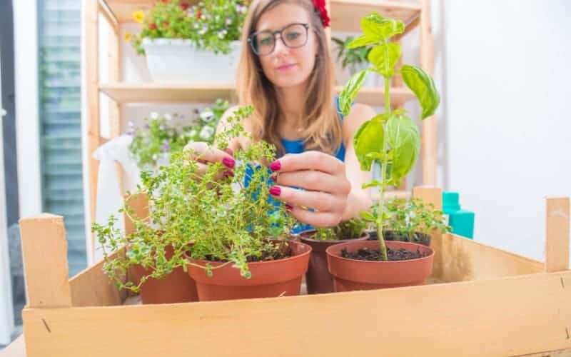 What Plants Can You Grow From Cuttings In Water?