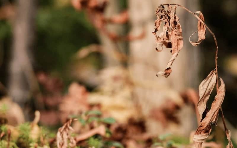 Why is My Citronella Plant Dying?