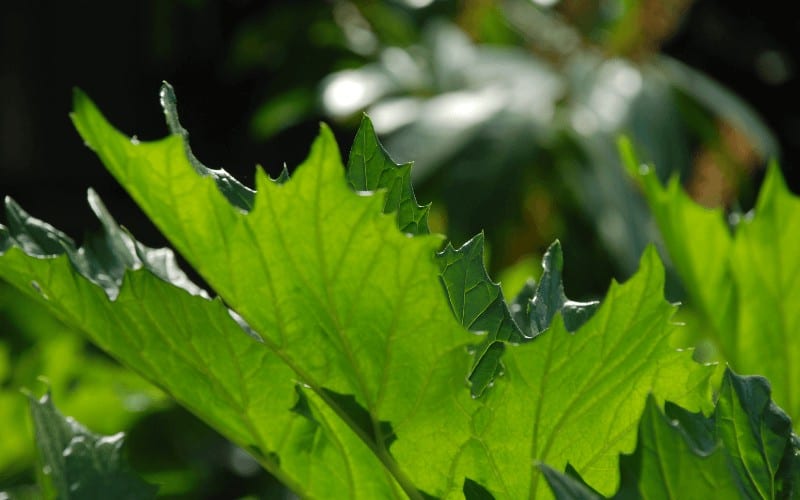 Acanthus