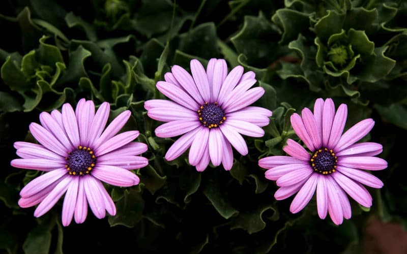 African Daisy