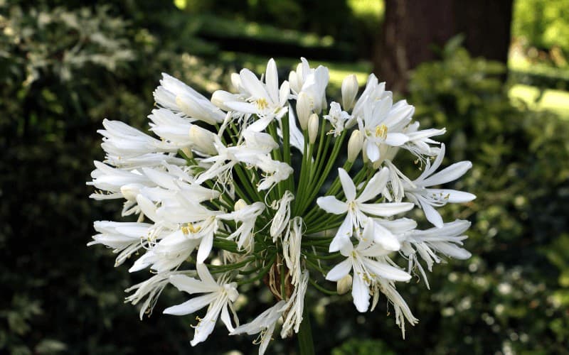 Agapanthus