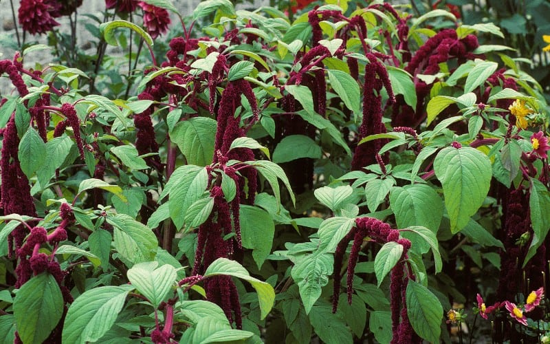 Amaranthus SPP