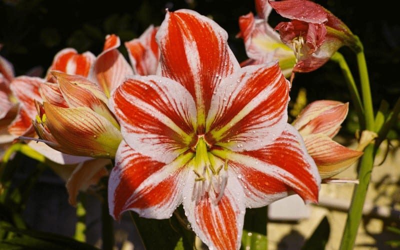 Amaryllis