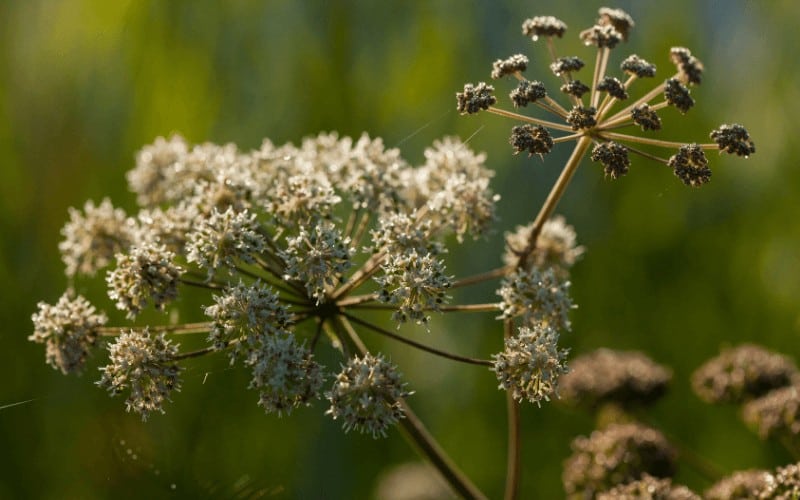 Angelica