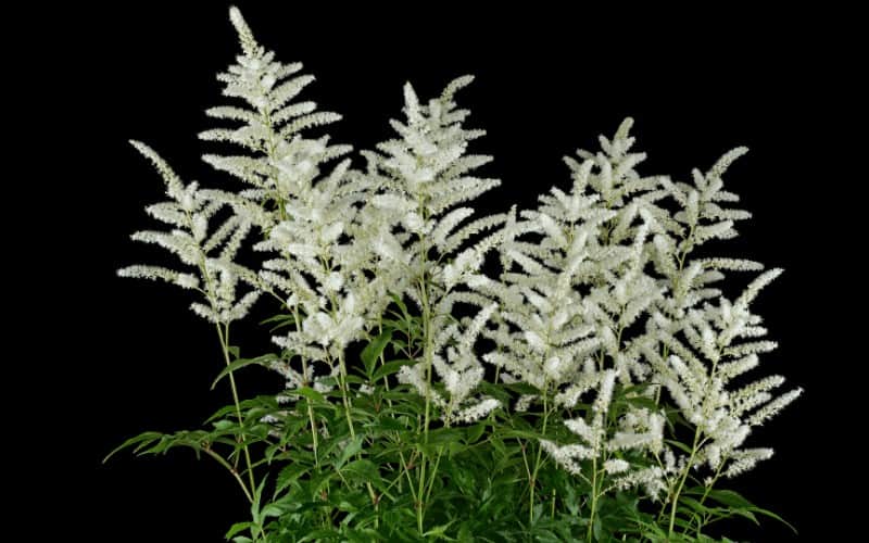 Astilbe