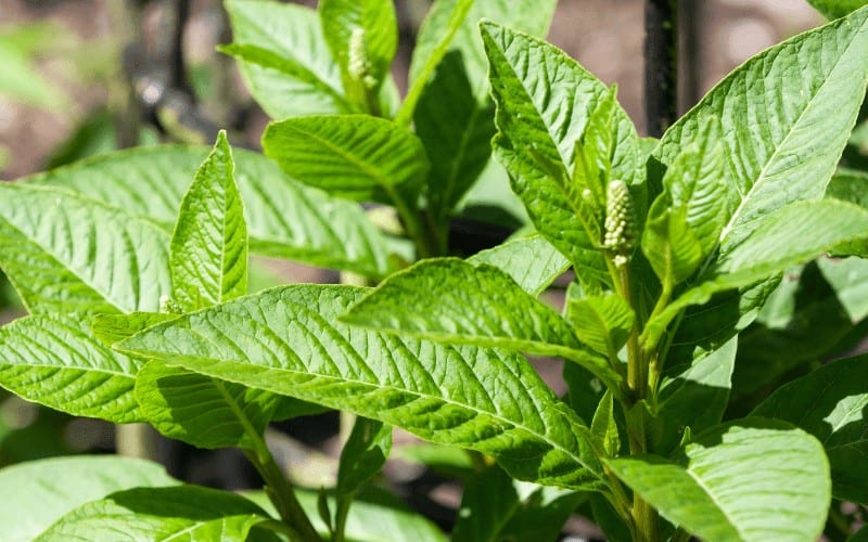 Atropa Belladonna