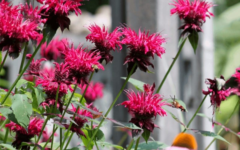 BeeBalm