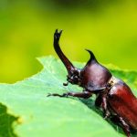 Beetles That Look Like Cockroaches