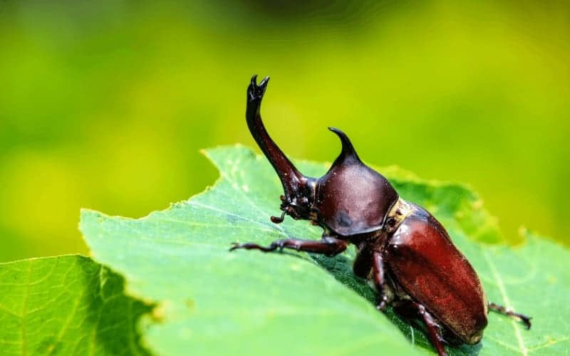 Beetles That Look Like Cockroaches