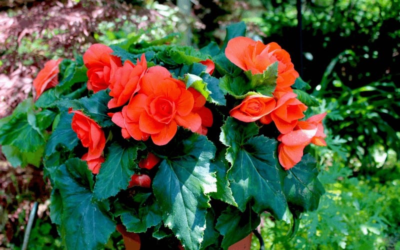 Begonia