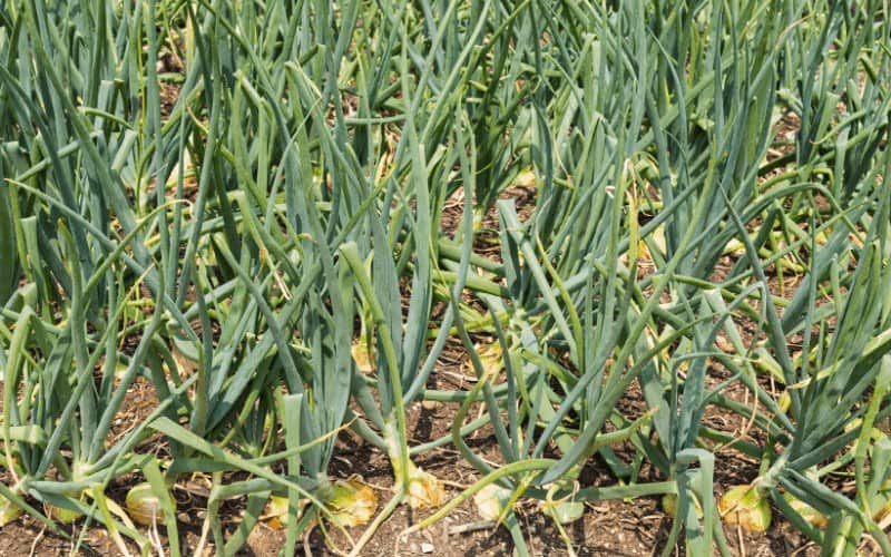 Best Season To Grow Onions