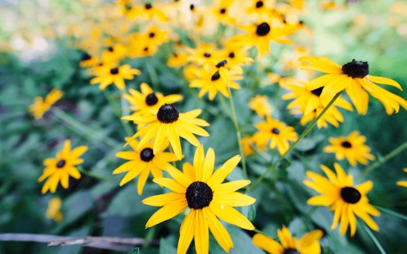 Black-Eyed Susan