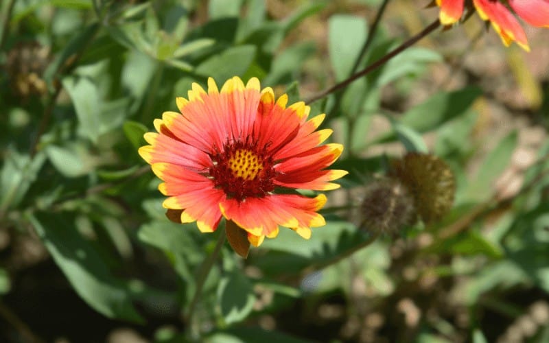 Blanket Flower