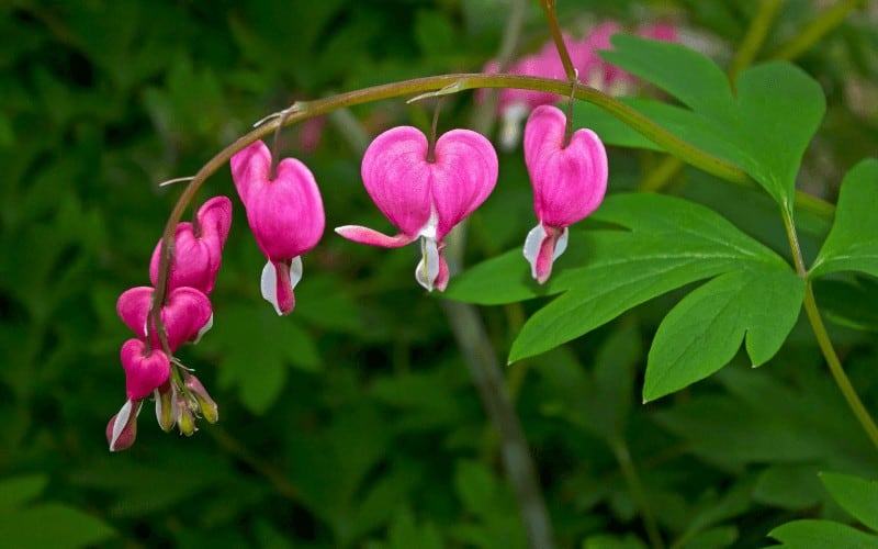 Bleeding Heart