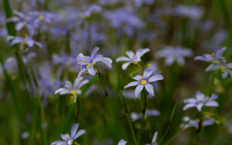 Blue-Eyed Grass