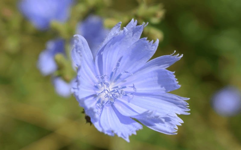 Blue Star Flower