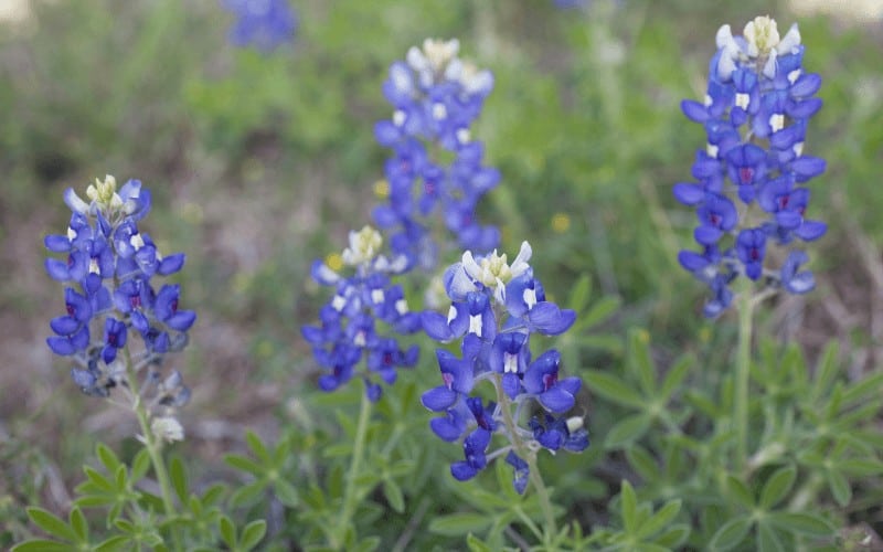 Bluebonnets