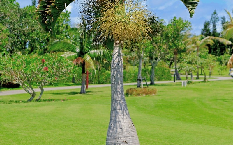 bottle palm