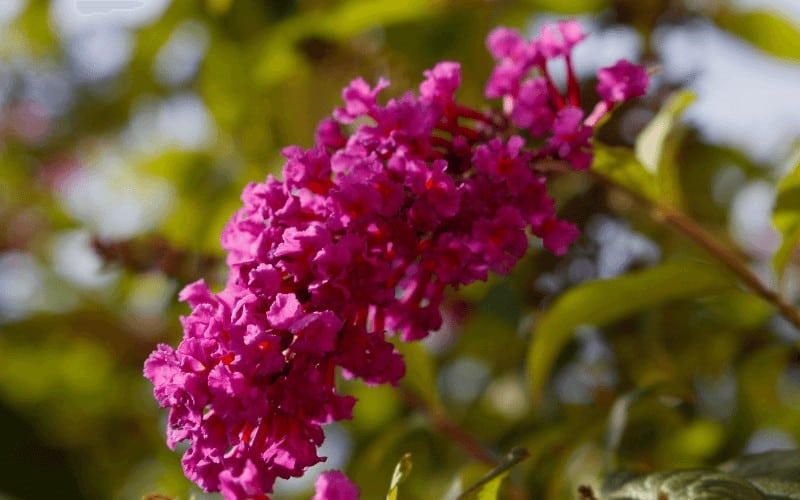 Butterfly Bush