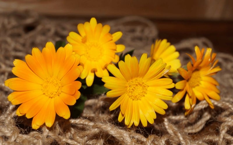 Calendula Officinalis