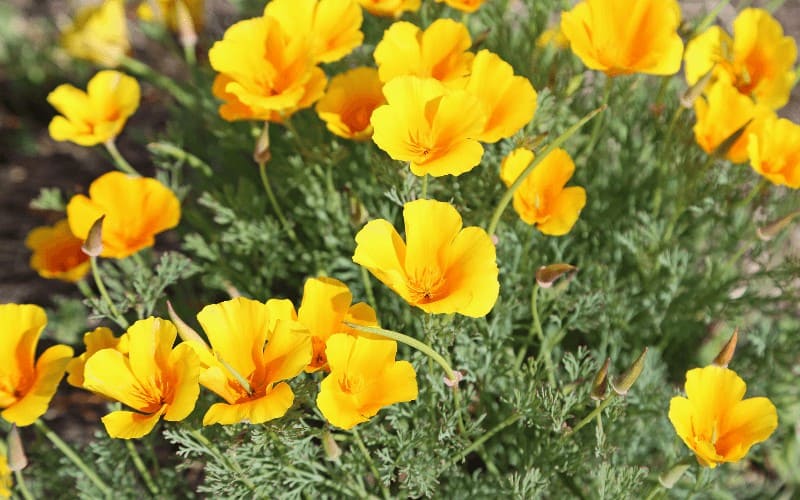 California Poppy