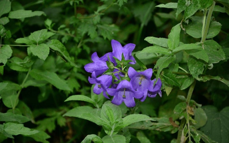 Campanula Latifolia