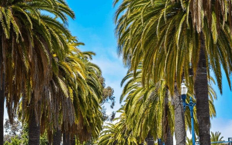 Canary Island Date Palm