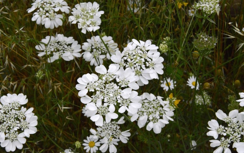 Candytuft