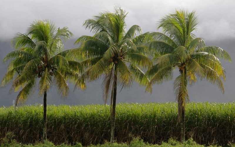 cane palm