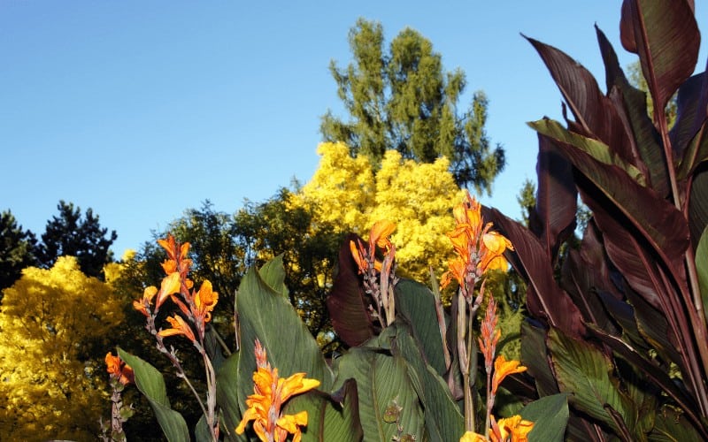 Canna Indica