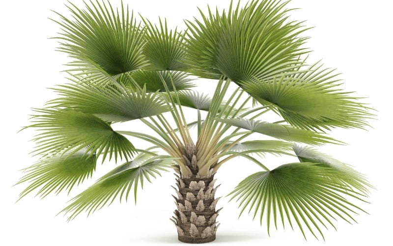 Caranday palm