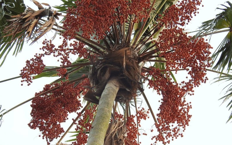 Chinese Fan Palm