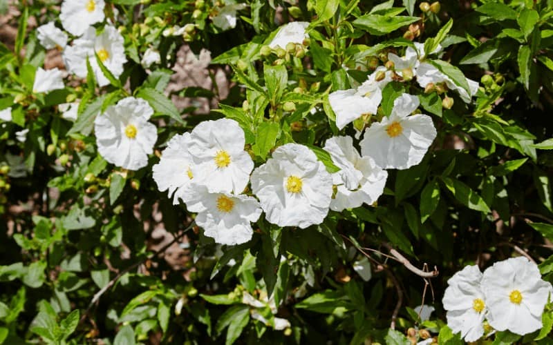 Cistus