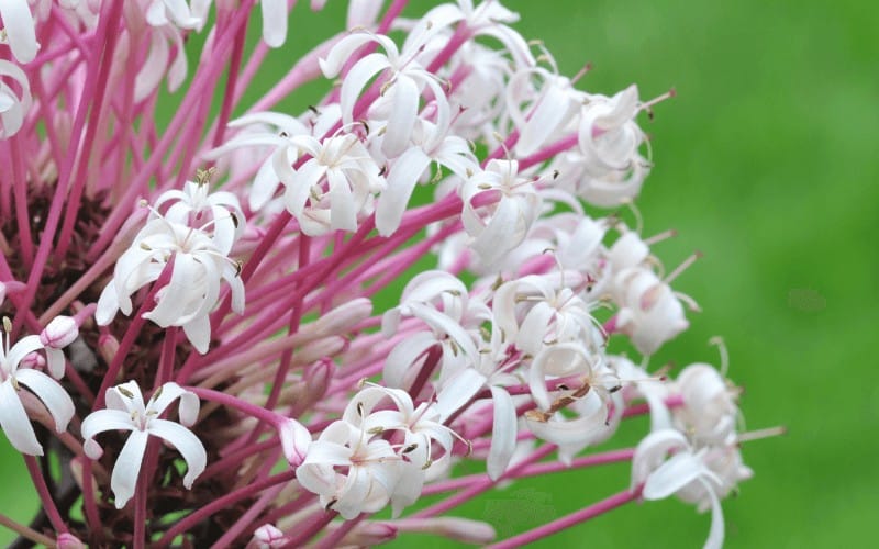 Clerodendrum