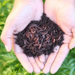 Compost Worms Vs Earthworms