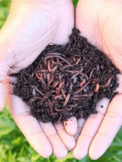Compost Worms Vs Earthworms